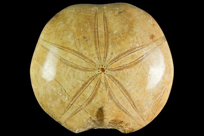 Bargain, Polished Fossil Sand Dollar (Mepygurus) - Jurassic #139807